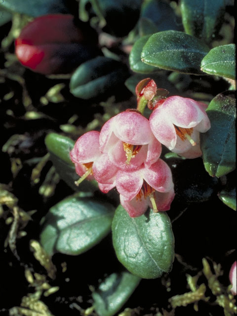 Vaccinium vitis-idaea ssp. minus (Northern mountain cranberry) #3980