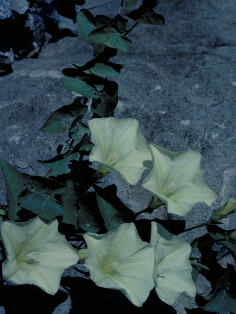 Calystegia occidentalis ssp. occidentalis (Chaparral false bindweed) #4000