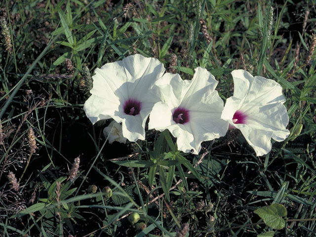 Ipomoea pandurata (Man of the earth) #4040