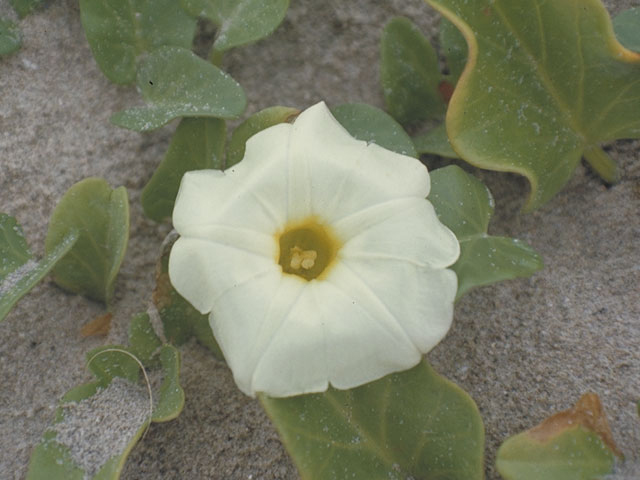 Ipomoea imperati (Beach morning-glory) #4058