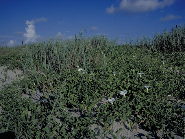 Ipomoea imperati (Beach morning-glory) #4060