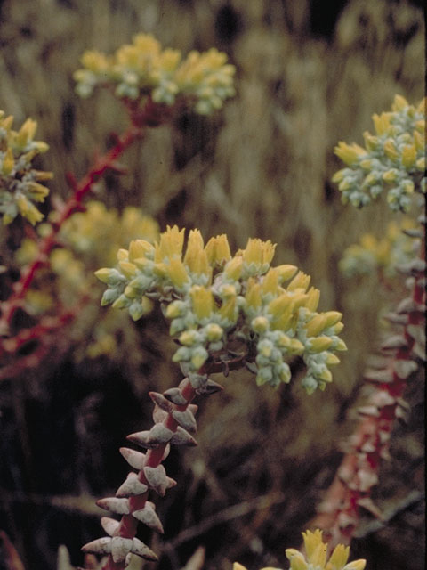 Dudleya farinosa (Powdery liveforever) #4119