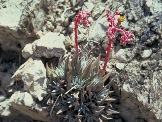 Dudleya saxosa (Panamint liveforever) #4121