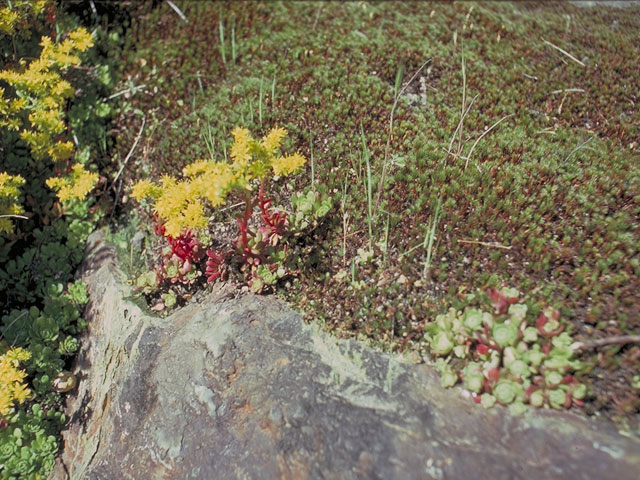 Sedum divergens (Pacific stonecrop) #4126