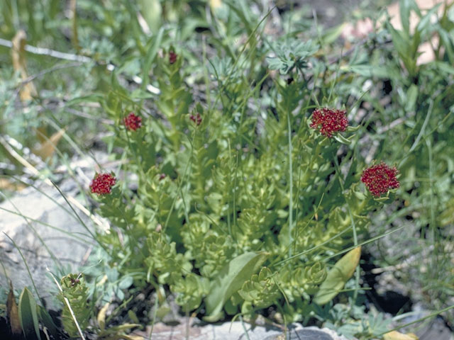 Rhodiola integrifolia (Ledge stonecrop) #4145