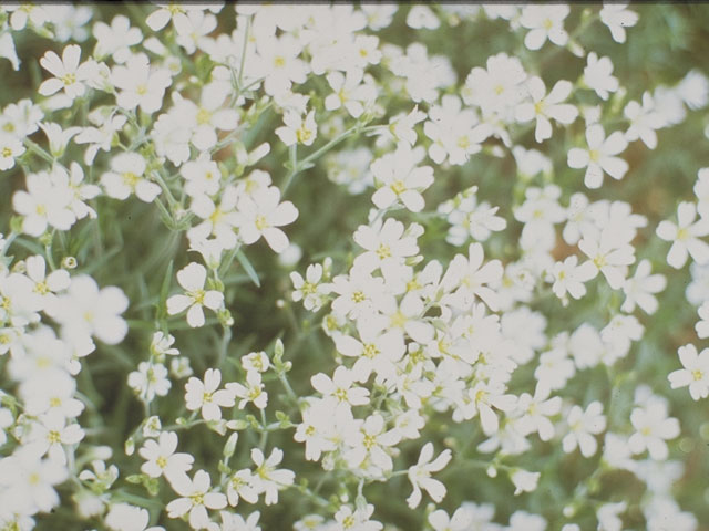 Arabis lyrata (Lyrate rockcress) #4158