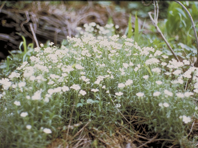 Arabis lyrata (Lyrate rockcress) #4159