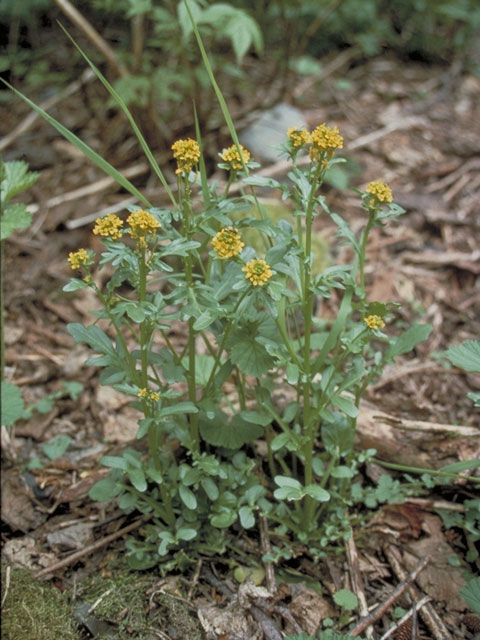 Barbarea orthoceras (American yellowrocket) #4165