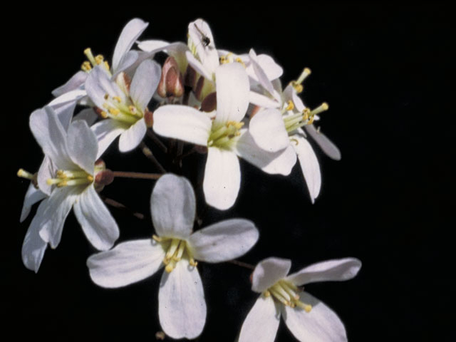 Cardamine douglassii (Limestone bittercress) #4183