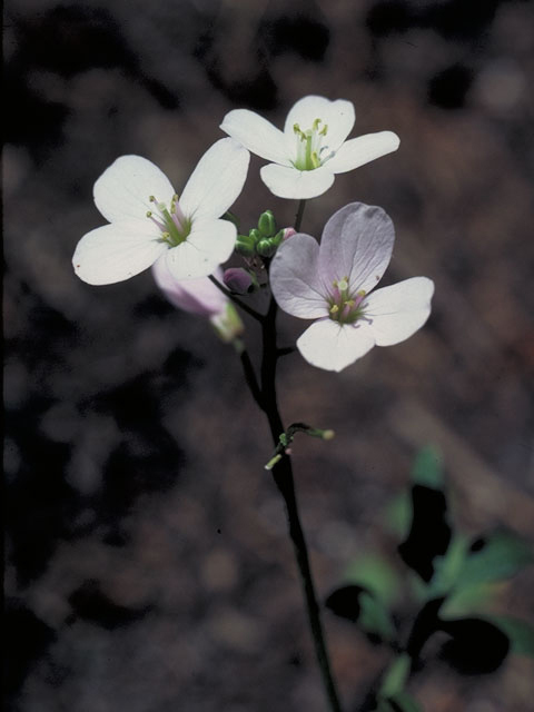 Cardamine californica (Milkmaids) #4185