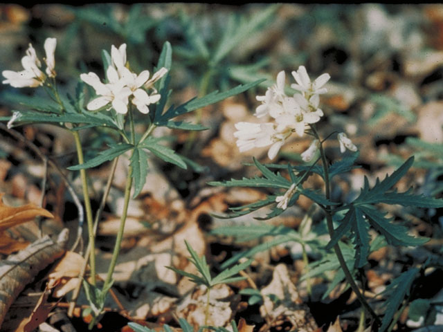 Cardamine concatenata (Cutleaf toothwort) #4209