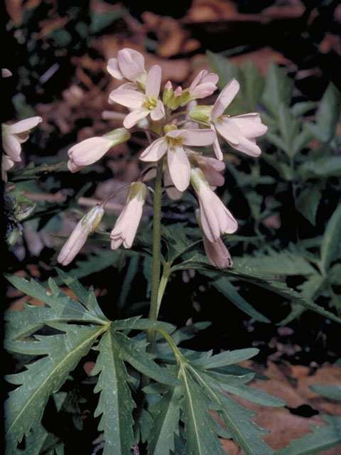 Cardamine concatenata (Cutleaf toothwort) #4210