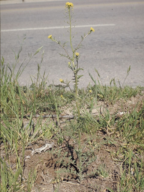 Descurainia pinnata (Western tansymustard) #4212