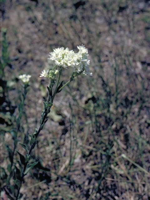 Draba brachycarpa (Shortpod draba) #4219