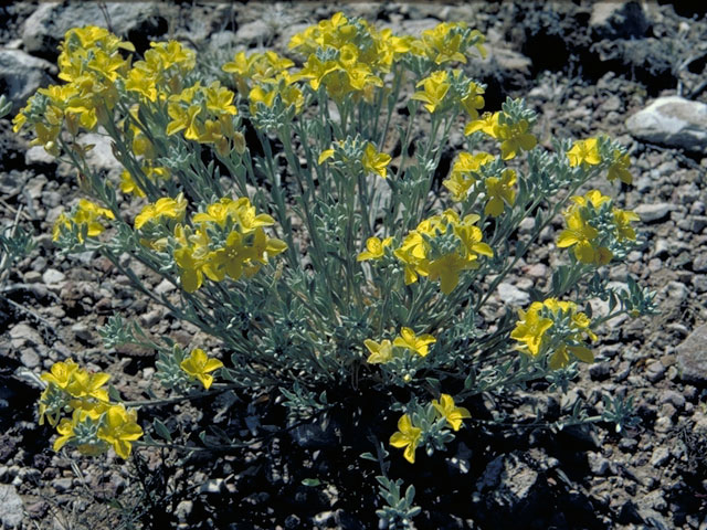 Draba helleriana (Heller's draba) #4221