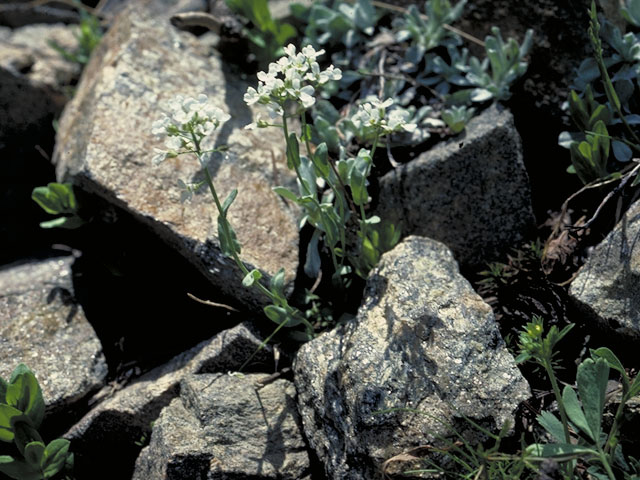 Draba breweri var. cana (Cushion draba) #4225