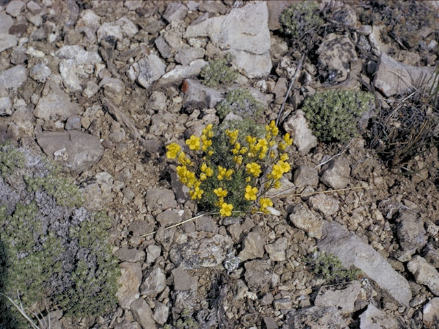 Draba lemmonii (Granite draba) #4226