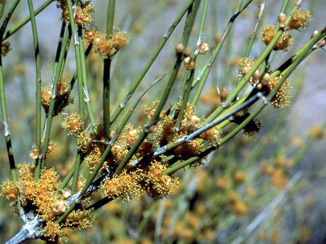 Ephedra torreyana (Torrey's jointfir) #16777