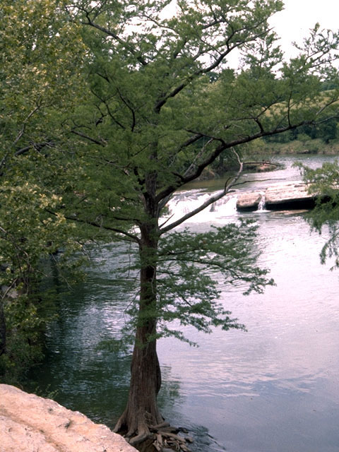 Taxodium distichum (Bald cypress) #16812