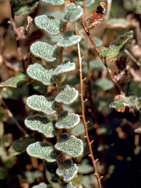 Astrolepis integerrima (Hybrid cloakfern) #16834