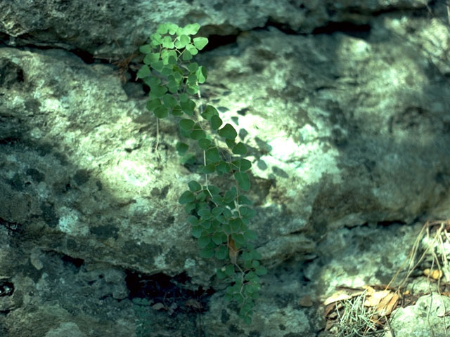 Pellaea ovata (Ovateleaf cliffbrake) #16838