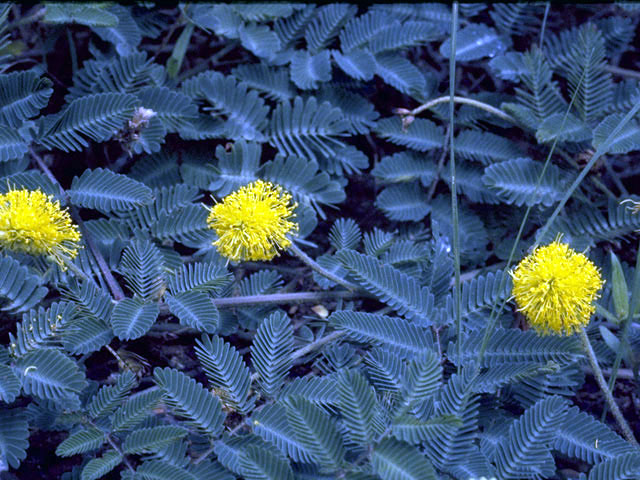 Neptunia lutea (Yellow sensitive briar) #4262