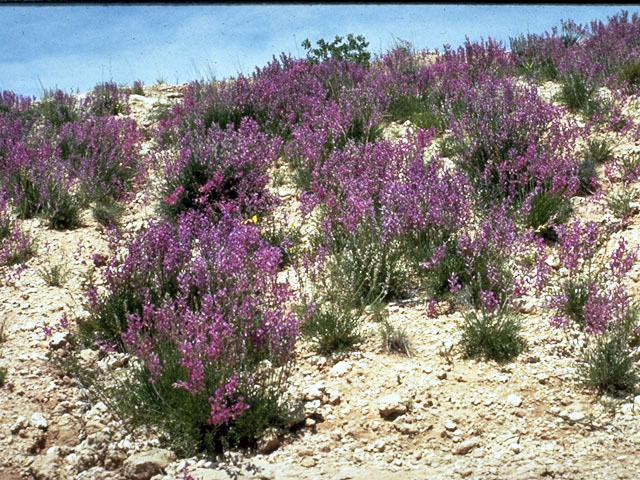 Oxytropis lambertii (Purple locoweed) #4266