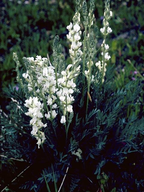 Oxytropis sericea (White locoweed) #4273