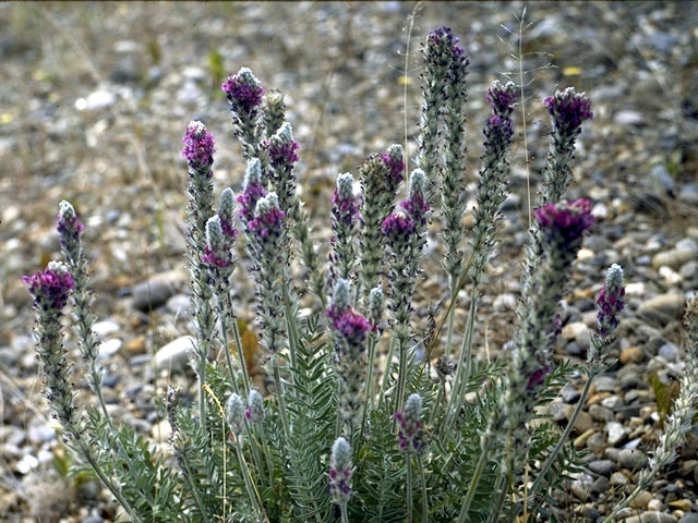 Oxytropis splendens (Showy locoweed) #4274