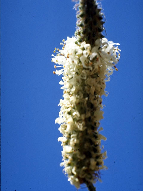 Dalea candida var. candida (White prairie clover) #4282