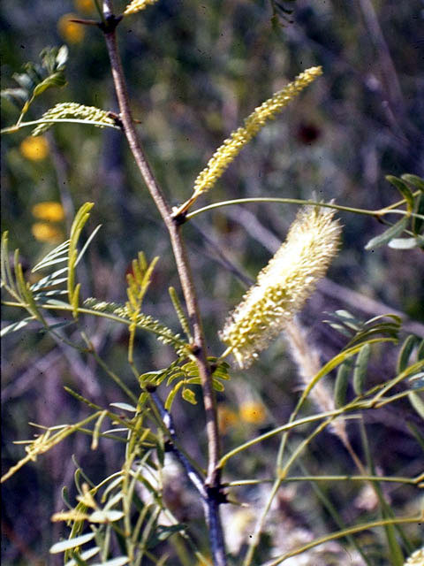 Prosopis glandulosa var. glandulosa (Honey mesquite) #4310