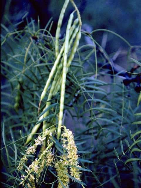 Prosopis glandulosa var. glandulosa (Honey mesquite) #4311