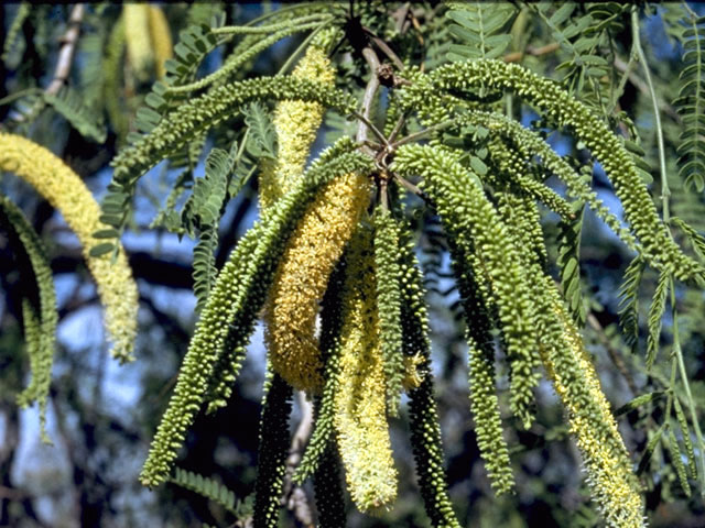 Prosopis glandulosa var. glandulosa (Honey mesquite) #4313