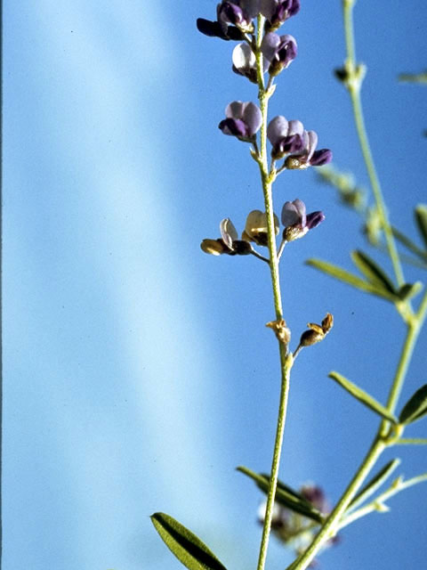 Psoralidium tenuiflorum (Slimflower scurfpea) #4329