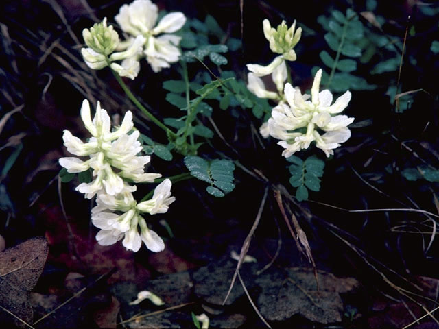 Sophora nuttalliana (Silky sophora) #4373