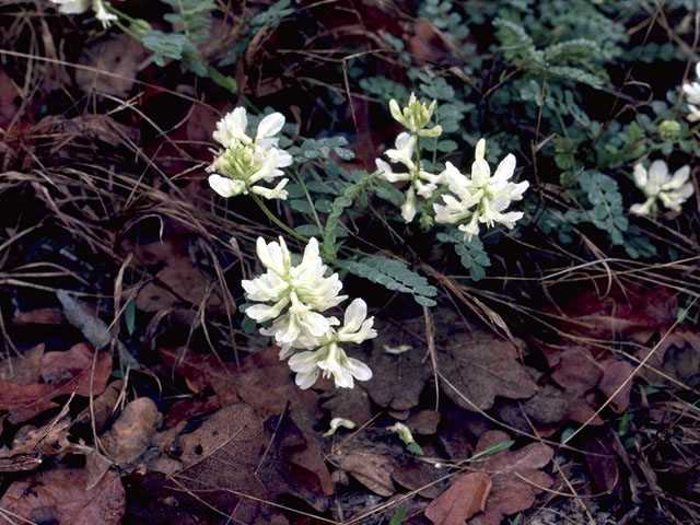 Sophora nuttalliana (Silky sophora) #4374