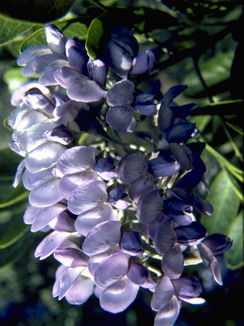 Sophora secundiflora (Texas mountain laurel) #4376