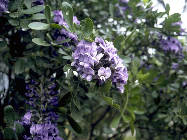 Sophora secundiflora (Texas mountain laurel) #4380