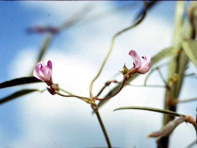 Strophostyles leiosperma (Slickseed fuzzybean) #4391