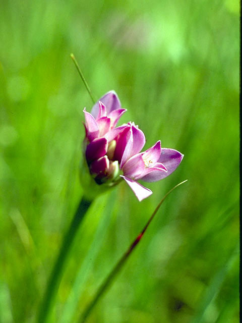 Allium dichlamydeum (Coastal onion) #4431