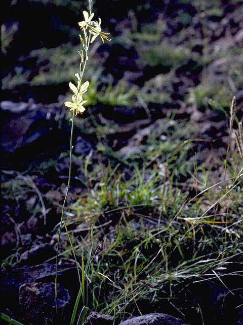 Echeandia flavescens (Torrey's craglily) #4481