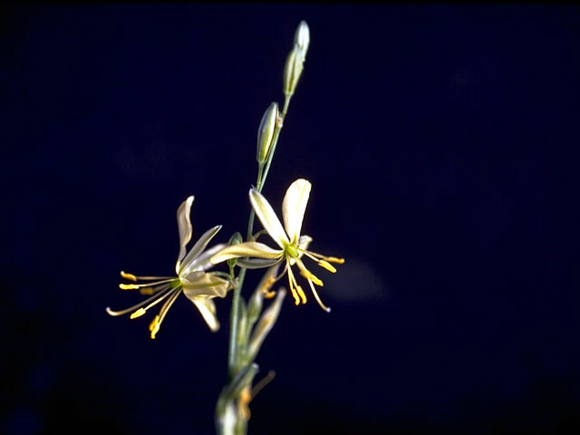 Echeandia flavescens (Torrey's craglily) #4482