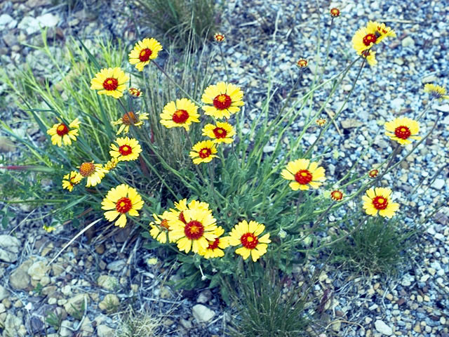 Gaillardia aristata (Common gaillardia) #4491