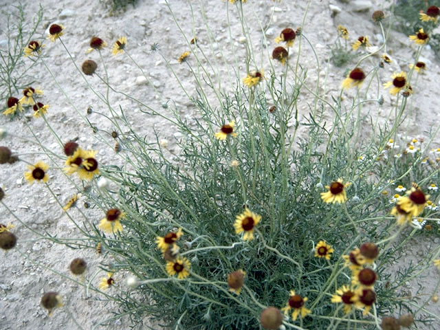 Gaillardia pinnatifida (Red dome blanketflower) #4504