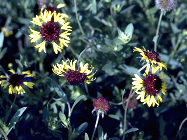 Gaillardia pinnatifida (Red dome blanketflower) #4510