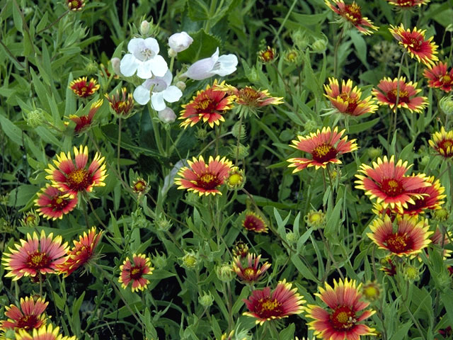 Gaillardia pulchella (Indian blanket) #4522