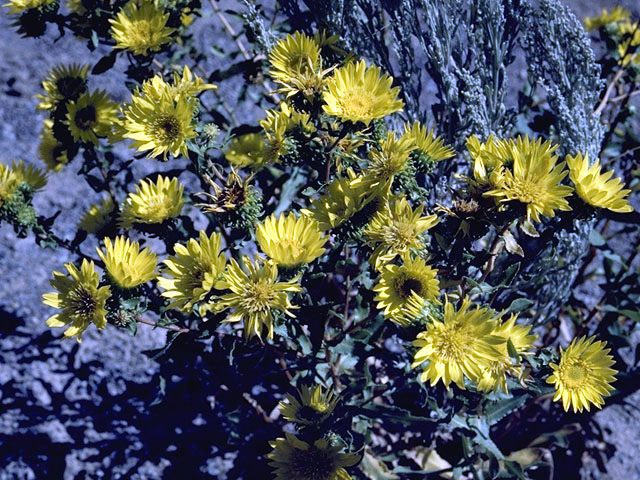 Grindelia decumbens (Reclined gumweed) #4561