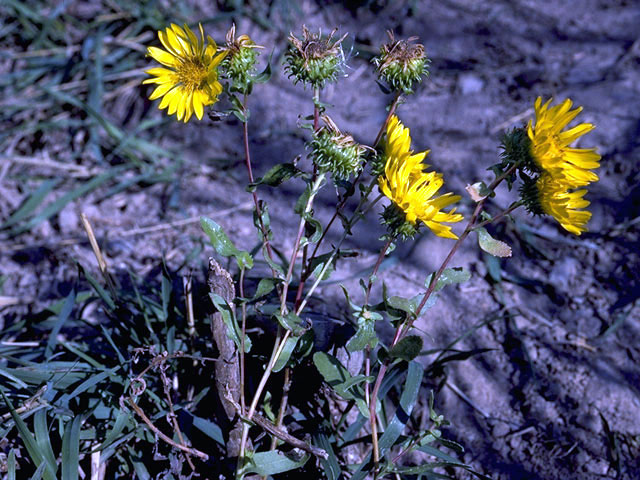 Grindelia squarrosa (Curlycup gumweed) #4568