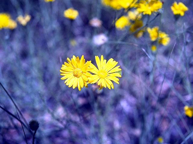 Grindelia squarrosa (Curlycup gumweed) #4570