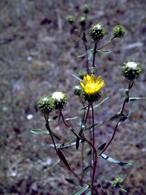 Grindelia squarrosa (Curlycup gumweed) #4571